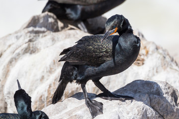 Cape cormorant or Cape shag (Phalacrocorax capensis)