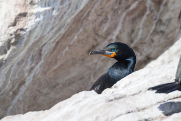 Cape cormorant or Cape shag (Phalacrocorax capensis)