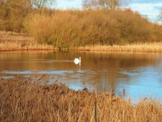 Naklejka na ściany i meble Single mute swan on a lake surrounded by golden reeds and winter vegetation