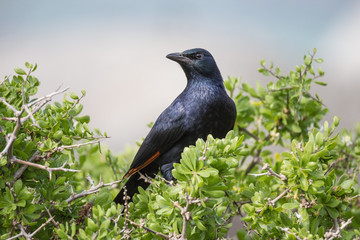 red-winged starling (Onychognathus morio)