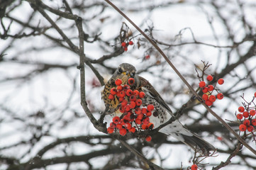 Fieldfare