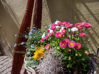 Fototapeta na wymiar Multiple flowers blooming in a basket on the streets of the medieval town of Eguisheim. Shallow focus. Haut-Rhin, France. Alsace wine route. Travel and tourism.