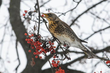 Fieldfare
