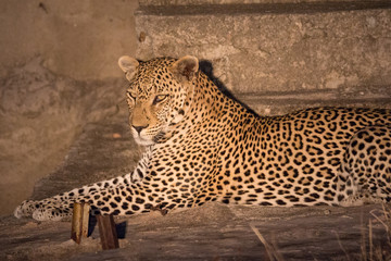 Leopard (Panthera pardus)