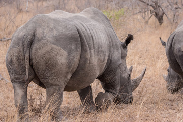 Fototapeta premium White rhinoceros (Ceratotherium simum)
