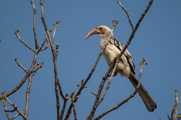Southern yellow-billed hornbill (Tockus leucomelas)