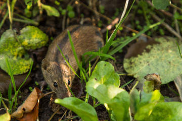 Wild field mouse outdoors in nature in green grass close-up