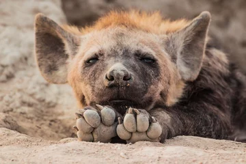 Foto op Plexiglas Hyena Hyena