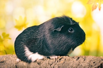 Cute guinea pig sitting on a tree trunk. Side view with bokeh background. 