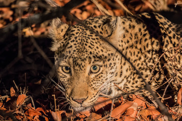 Leopard (Panthera pardus)