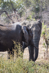 Obraz premium African Elephant (loxodonta africana)