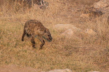 Hyena