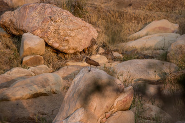 hamerkop (Scopus umbretta)