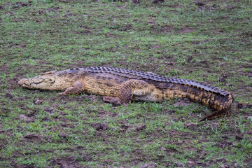Nile crocodile (Crocodylus niloticus)