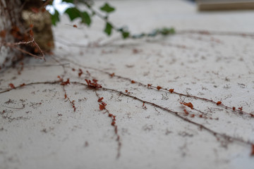 Wall with foliage