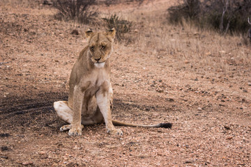 Lion (Panthera leo)