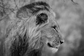 Lion (Panthera leo)