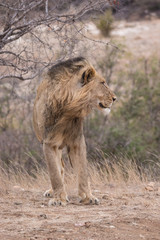 Lion (Panthera leo)