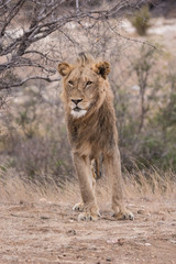 Lion (Panthera leo)