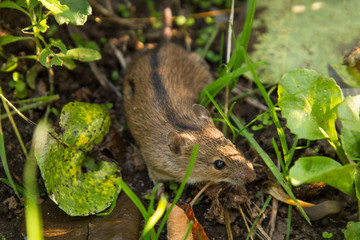 Wild field mouse outdoors in nature in green grass close up