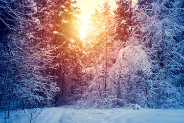 Winter snow forest trees sunset background. Red sunset in winter snow forest trees scene. Winter sunset snow forest trees view.