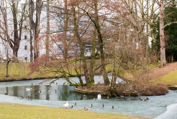 étang, canard, animaux, parc