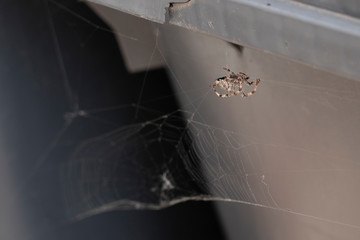 Spinne bei Mistkübel mit Spinnennetz
