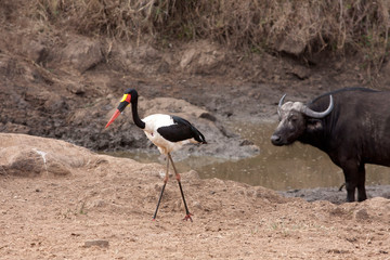 A Saddlebill Stork shares a waterhole with a Buffalo