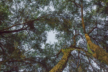 Green tree shade leaves soft light texture background nature tone at phuket Thailand