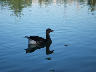 un canard