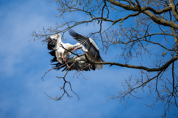 Weißstörche beim Kampf am Nestbaum