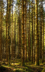 Fototapeta na wymiar A forested area in late autumn near Platischis in Friuli Venezia Giulia, north east Italy