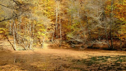 falling leaves to lake at autumn