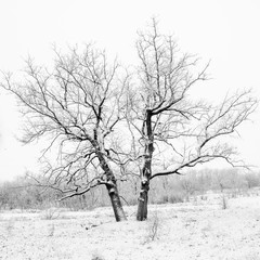 Fototapeta na wymiar Winter oak tree on snowy field 3