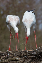 Weißstorchenpaar auf seinem Nest