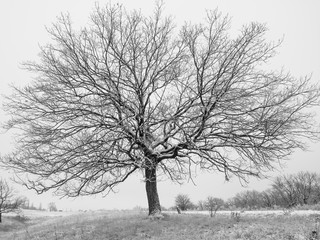 Winter oak tree on snowy field