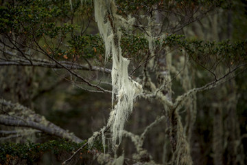 Magical Magellanic lenga forest in Tierra del Fuego National Park, Patagonia, Argentina, autumn