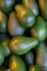 Avocado fruits