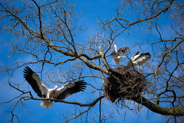 Weißstörche beim Kampf am Nestbaum