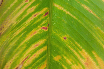 Green leaves Ornamental plants texture background nature tone at phuket Thailand