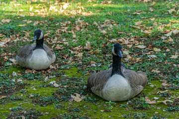 Fototapeta premium Canadian geese on the grass field