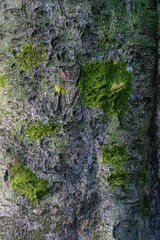 Texture of tree bark