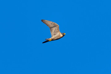 Close view of a Peregrine Falcon flying, seen in the wild near the San Francisco Bay