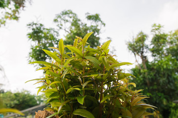 Green leaves Ornamental plants texture background nature tone at phuket Thailand