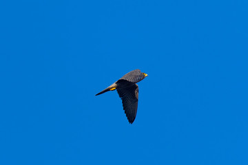 Close view of a Peregrine Falcon flying, seen in the wild near the San Francisco Bay
