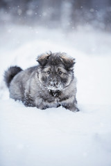 Cute fluffy puppy playing in the snow
