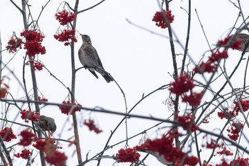 Fieldfare sitting on a branch with red rowan in winter