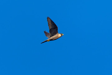 Close view of a Peregrine Falcon flying, seen in the wild near the San Francisco Bay