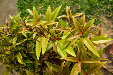 Green leaves Ornamental plants texture background nature tone at phuket Thailand