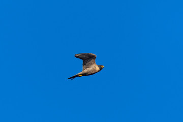 Close view of a Peregrine Falcon flying, seen in the wild near the San Francisco Bay